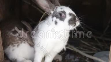 几只可爱的，有趣的，毛茸茸的，驯化的兔子在村子里的笼子里吃他们的食物。